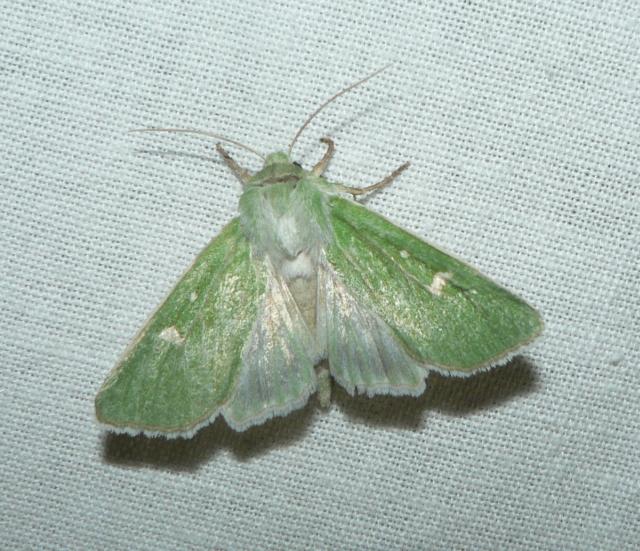groene weideuil.jpg - Groene weideuil - Calamia tridens